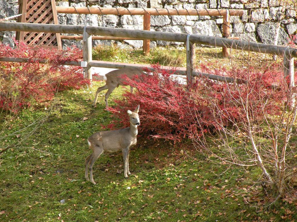 Hotel Garni Civetta Selva di Cadore Exteriör bild